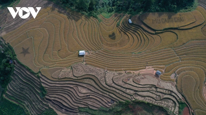 Lúa chín vàng trên những triền ruộng Mù Cang Chải - Ảnh 3.