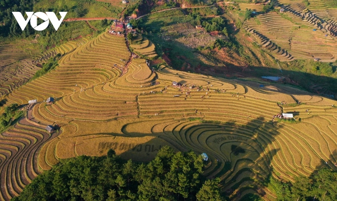 L&uacute;a ch&iacute;n v&agrave;ng tr&ecirc;n những triền ruộng M&ugrave; Cang Chải - Ảnh 2.