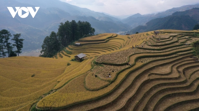 Lúa chín vàng trên những triền ruộng Mù Cang Chải - Ảnh 1.