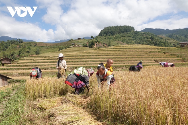 L&uacute;a ch&iacute;n v&agrave;ng tr&ecirc;n những triền ruộng M&ugrave; Cang Chải - Ảnh 15.