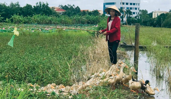 C&ocirc; học tr&ograve; chăn vịt nu&ocirc;i ước mơ v&agrave;o đại học - Ảnh 2.