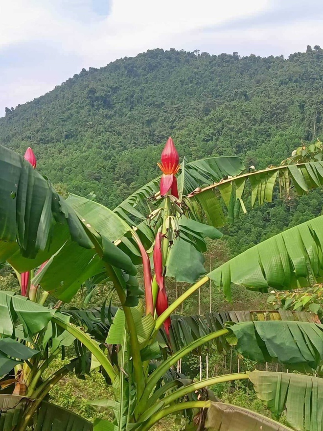 Khách Hà Nội săn lùng tuyệt phẩm hoa chuối rừng hút tài lộc - Ảnh 2.