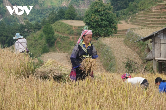 Lúa chín vàng trên những triền ruộng Mù Cang Chải - Ảnh 14.