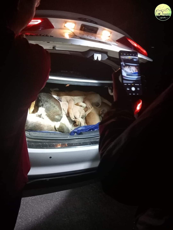 Đi xe con, trộm 38 con chó của người dân ở Quảng Nam - Ảnh 1.