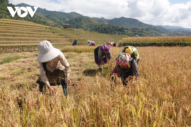 Lúa chín vàng trên những triền ruộng Mù Cang Chải - Ảnh 13.