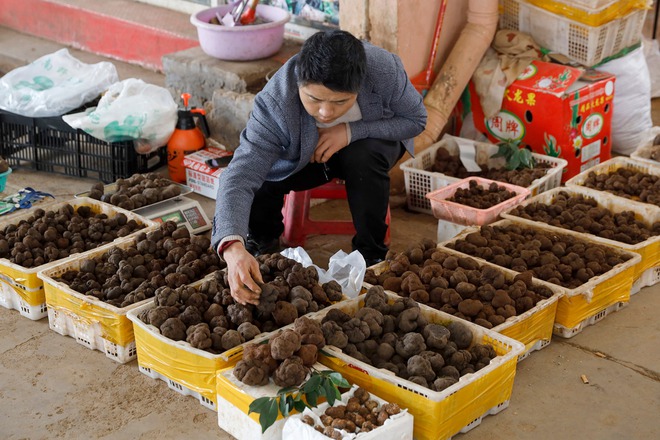 Một ngày ở chợ nấm Côn Minh - nơi bán thức quà của đất đắt đỏ bậc nhất thế giới - Ảnh 7.