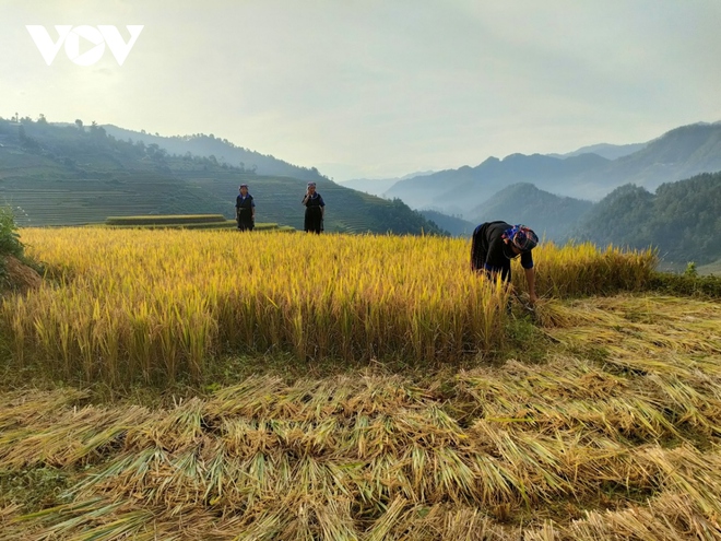 L&uacute;a ch&iacute;n v&agrave;ng tr&ecirc;n những triền ruộng M&ugrave; Cang Chải - Ảnh 10.