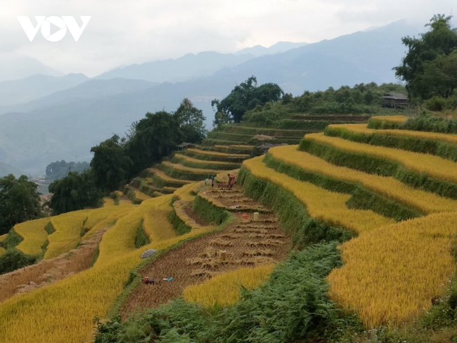 Lúa chín vàng trên những triền ruộng Mù Cang Chải - Ảnh 9.