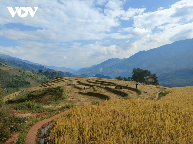 L&uacute;a ch&iacute;n v&agrave;ng tr&ecirc;n những triền ruộng M&ugrave; Cang Chải - Ảnh 8.