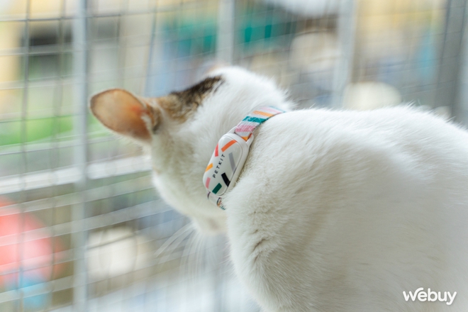 D&ugrave;ng thử v&ograve;ng theo d&otilde;i sức khỏe th&uacute; cưng Petkit Fit 3: Rẻ, đẹp, pin si&ecirc;u bền - Ảnh 2.