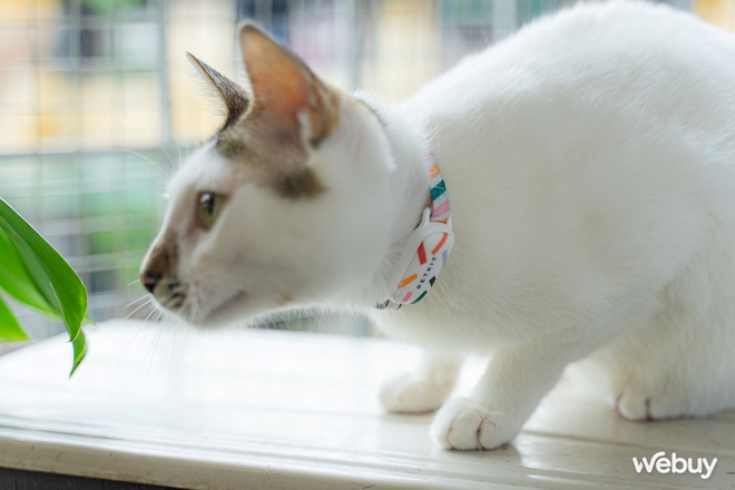 D&ugrave;ng thử v&ograve;ng theo d&otilde;i sức khỏe th&uacute; cưng Petkit Fit 3: Rẻ, đẹp, pin si&ecirc;u bền - Ảnh 1.