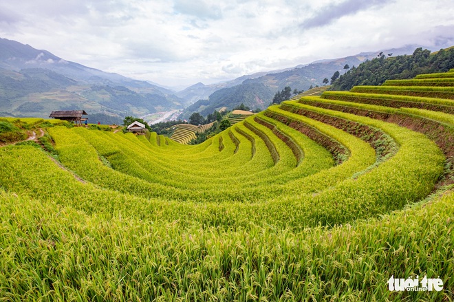 Đồi võng lúa, móng ngựa hút khách kìn kìn tới Mù Cang Chải - Ảnh 1.