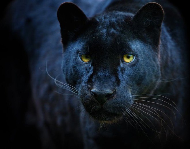 Black Panther: Black Panther với vẻ đẹp bí ẩn, sức mạnh và tinh thần của loài báo đen Châu Phi. Hình ảnh này sẽ mang lại cho bạn một trải nghiệm hấp dẫn và khám phá về loài động vật quý hiếm này.