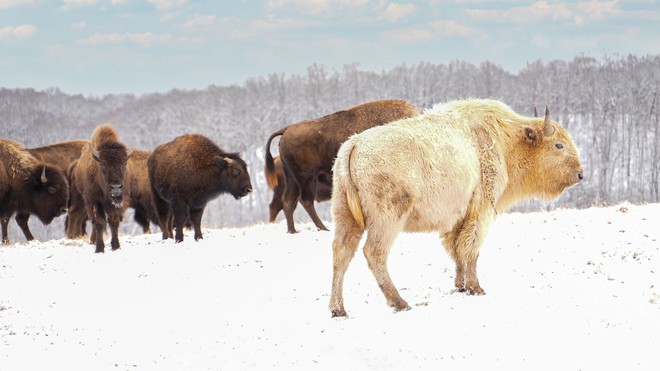 Vì sao bò rừng trắng được coi là biểu tượng thiêng liêng của bộ tộc Lakota? - Ảnh 3.
