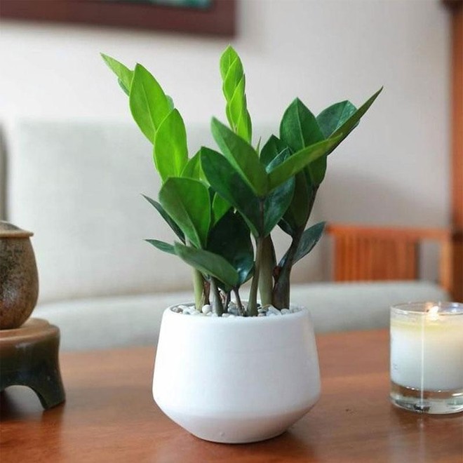3 loại c&acirc;y phong thủy h&uacute;t may mắn th&iacute;ch hợp đặt tr&ecirc;n b&agrave;n l&agrave;m việc - Ảnh 2.