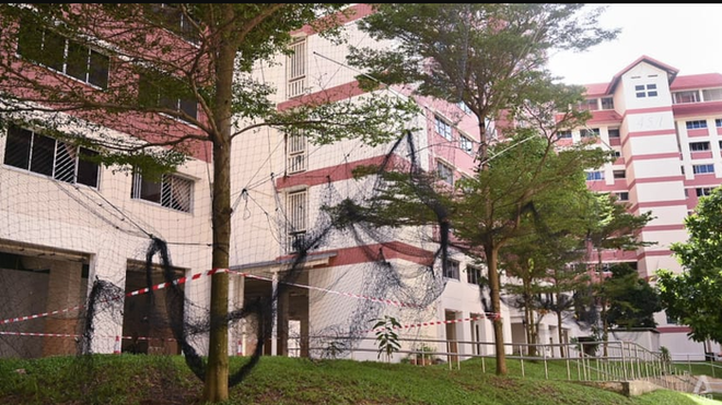Người Singapore: H&agrave;ng x&oacute;m của ch&uacute;ng t&ocirc;i l&agrave;&hellip; g&agrave; hoang - Ảnh 3.