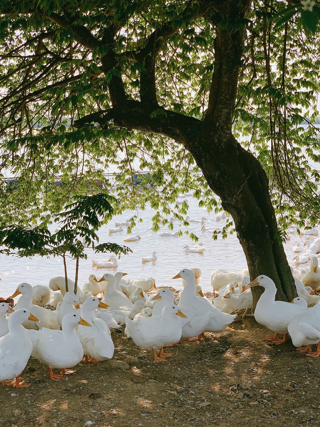 Hải Dương c&oacute; một m&oacute;n cua đặc biệt khi ở nước ngo&agrave;i chỉ d&agrave;nh cho giới nh&agrave; gi&agrave;u v&agrave; s&agrave;nh ăn, về đ&acirc;y chỉ 300k ăn mệt nghỉ - Ảnh 4.