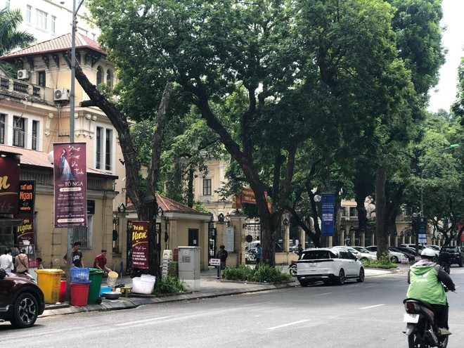 Loạt c&acirc;y xanh chết tr&ecirc;n đường phố H&agrave; Nội nghi do đầu độc - Ảnh 9.