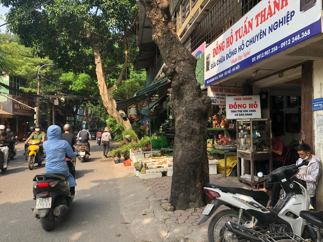 Loạt c&acirc;y xanh chết tr&ecirc;n đường phố H&agrave; Nội nghi do đầu độc - Ảnh 8.