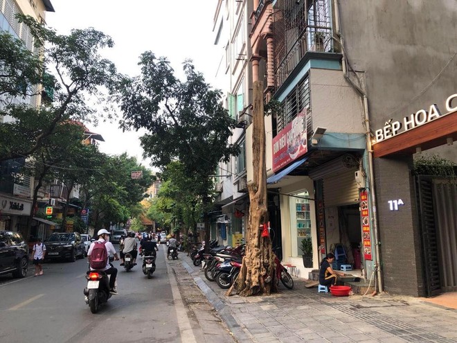 Loạt c&acirc;y xanh chết tr&ecirc;n đường phố H&agrave; Nội nghi do đầu độc - Ảnh 2.