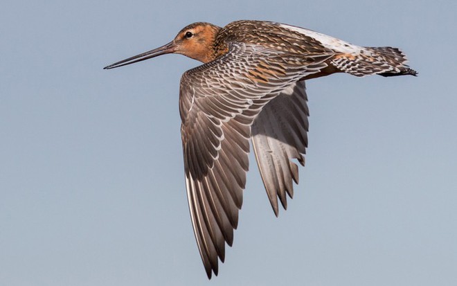Chú chim chạy marathon trên trời trong 11 ngày liên tục, bay hơn 13.500km - Ảnh 1.