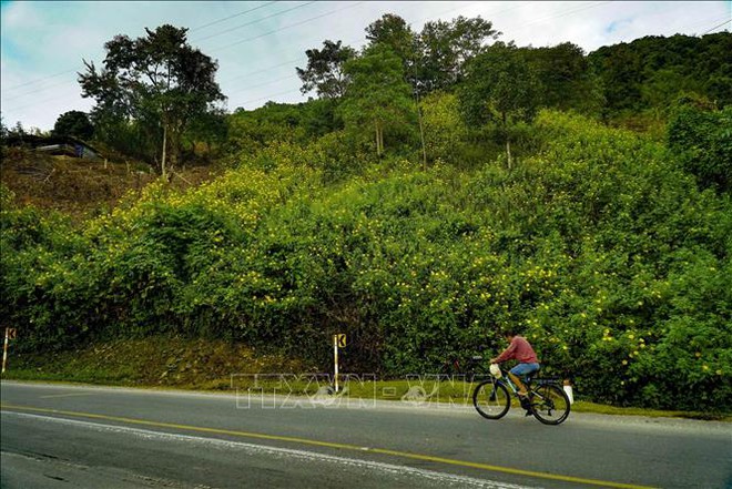 Hoa dã quỳ bung nở nơi núi rừng Điện Biên - Ảnh 8.