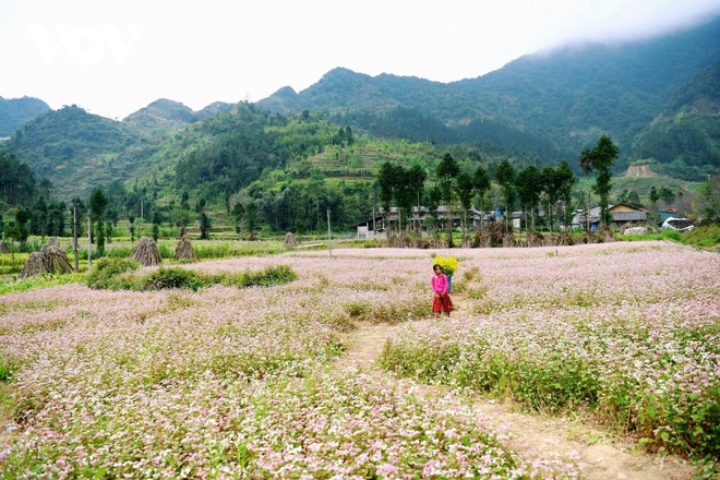 Cảnh giác với nạn lừa đảo đặt phòng ảo tại Đồng Văn, Hà Giang - Ảnh 1.