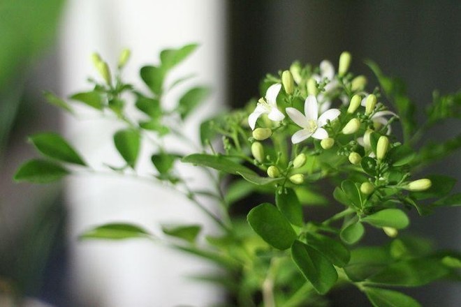 6 loại cây cảnh khử mùi hiệu quả giúp căn phòng luôn thơm ngát - Ảnh 3.