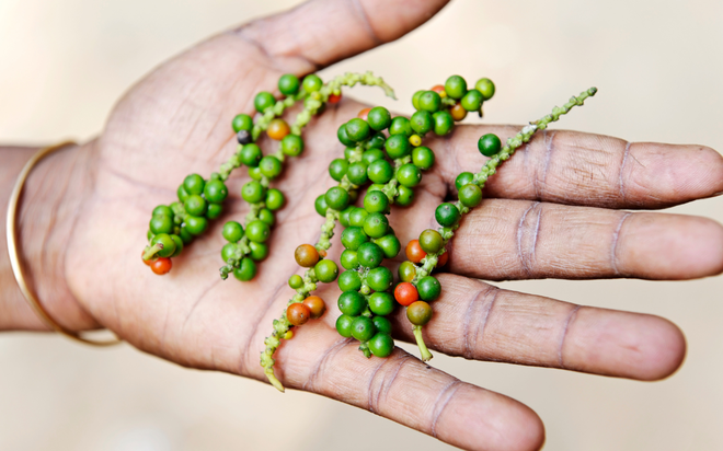 Hạt tiêu đen: Gia vị thổi bùng hương vị món ăn, ấm nồng sự tảo tần, tình thương yêu của mẹ! - Ảnh 5.