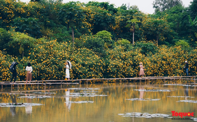 Ngắm biểu tượng du lịch Đà Lạt bung nở vàng rực giữa Thủ đô - Ảnh 1.