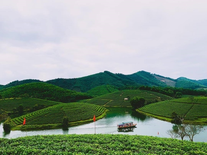 Đến Nghệ An, đừng quên check-in với đảo chè độc đáo nổi giữa bốn bề sông nước - Ảnh 5.