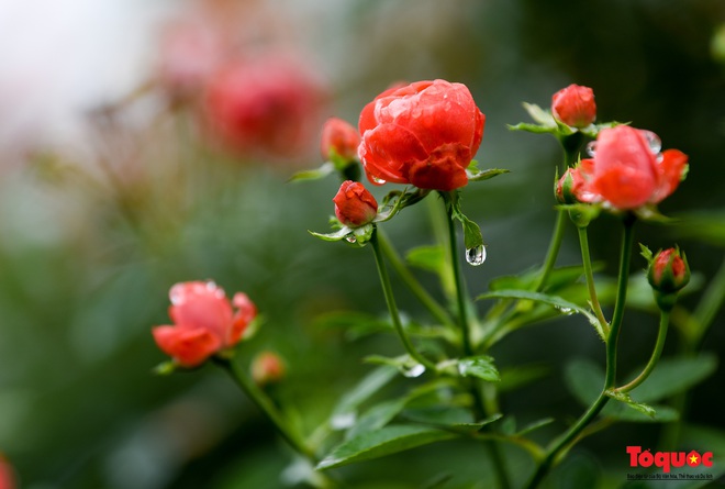 Hoa hồng Mê Linh sẵn sàng khoe sắc tại Fesival hoa lớn nhất Thủ đô - Ảnh 15.