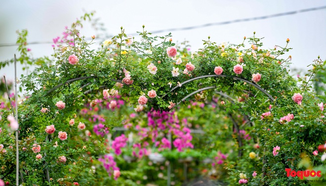 Hoa hồng M&ecirc; Linh sẵn s&agrave;ng khoe sắc tại Fesival hoa lớn nhất Thủ đ&ocirc; - Ảnh 10.