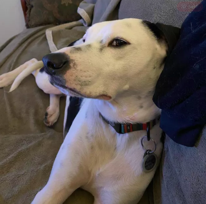 Bắt gặp những &aacute;nh nh&igrave;n đầy ph&aacute;n x&eacute;t của ch&oacute; cưng khiến sen giật m&igrave;nh - Ảnh 4.