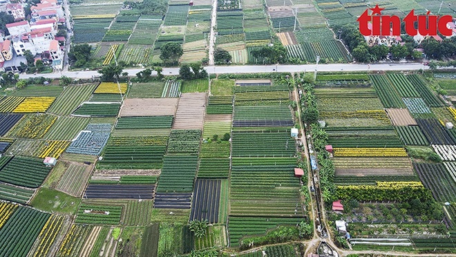 Thủ phủ hoa Mê Linh rộn ràng chuẩn bị Festival hoa đầu tiên - Ảnh 2.