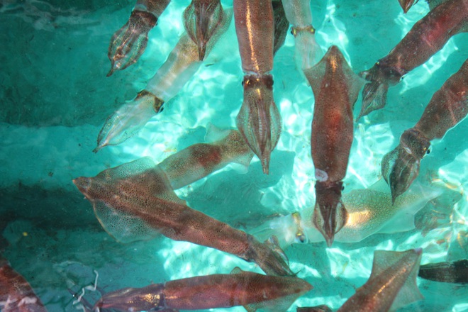 M&ugrave;a nước mực lại về, ngư d&acirc;n Ph&uacute; Quốc săn mực cả ng&agrave;y lẫn đ&ecirc;m - Ảnh 3.