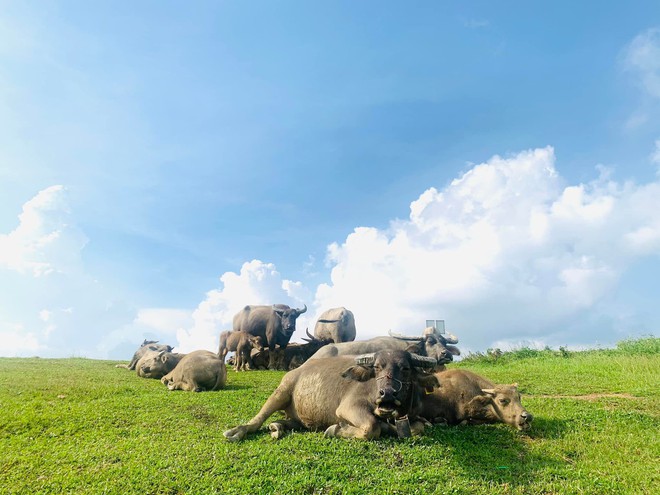 Ngỡ ngàng trước bản làng người Dao kế bên Vịnh Hạ Long, thích hợp cho chuyến trải nghiệm du lịch cộng đồng cùng gia đình - Ảnh 1.