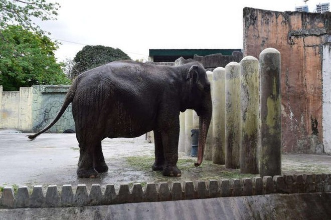Câu chuyện về chú voi cô độc 40 năm ở Philippines - Ảnh 2.