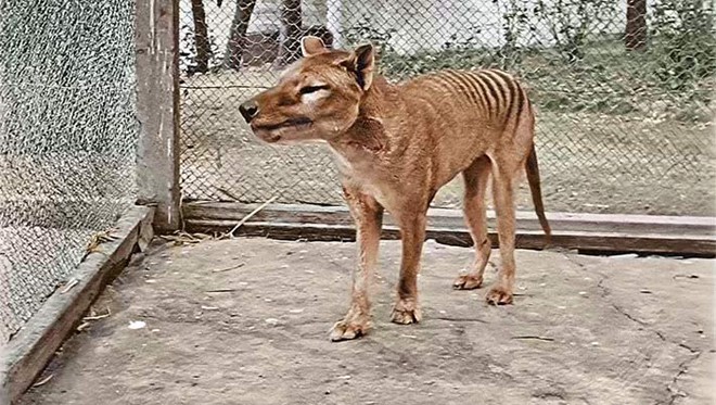 Hồi sinh loài đã tuyệt chủng: Con người đang cố đóng vai tạo hóa và những lo ngại kèm theo - Ảnh 4.