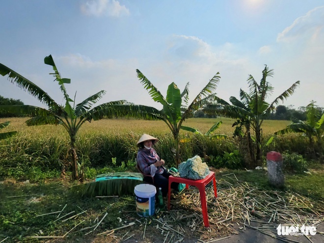 Cuối thu, đầu đ&ocirc;ng nhớ củ niễng Nam Định - Ảnh 3.