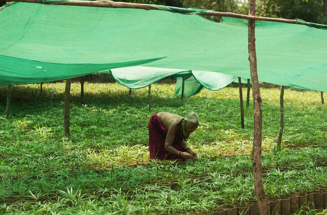 Nữ thần c&acirc;y Ấn Độ: Chẳng nhớ tuổi m&igrave;nh chỉ nhớ t&ecirc;n c&acirc;y, d&agrave;nh phần lớn cuộc đời để hồi sinh c&aacute;nh rừng bạt ng&agrave;n - Ảnh 4.