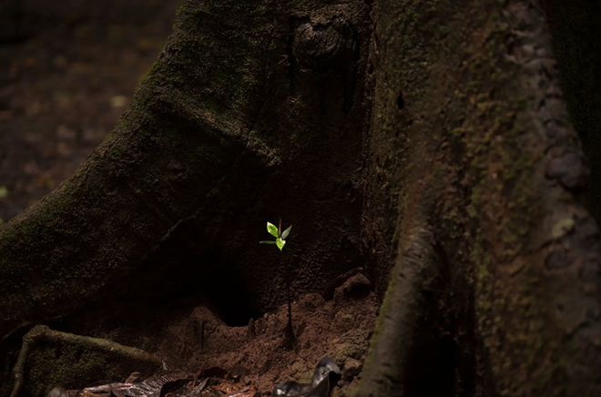 Nữ thần c&acirc;y Ấn Độ: Chẳng nhớ tuổi m&igrave;nh chỉ nhớ t&ecirc;n c&acirc;y, d&agrave;nh phần lớn cuộc đời để hồi sinh c&aacute;nh rừng bạt ng&agrave;n - Ảnh 1.