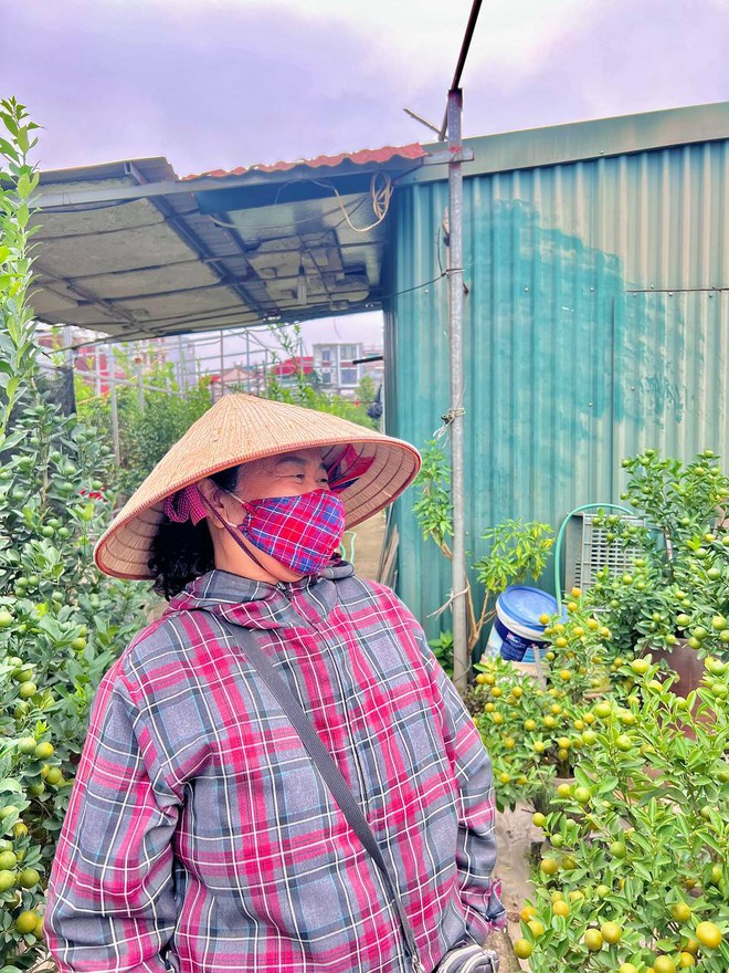 Thị trường quất, đào thời điểm này ở Hà Nội: Người trồng hối hả chăm; nhiều người đã bắt đầu mua quất về chơi sớm - Ảnh 9.