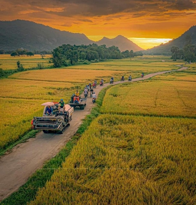 Cánh đồng độc đáo nhất miền Tây đẹp như tranh vẽ với các thửa ruộng màu sắc - Ảnh 5.