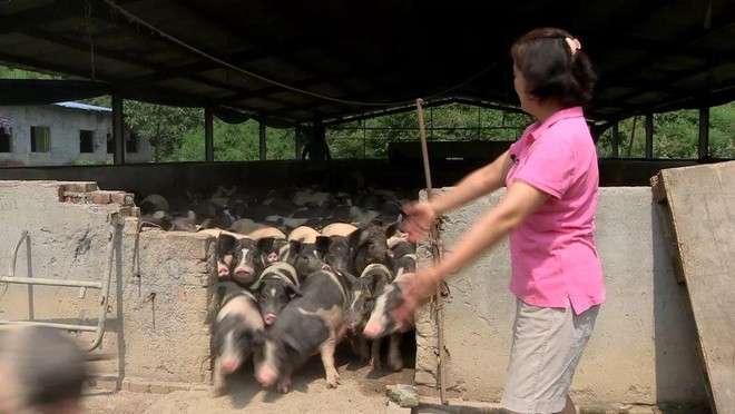 Thạc sĩ 56 tuổi kiếm 27 tỷ đồng/năm nhờ chăn nuôi giống lợn sắp tuyệt chủng: Thành bại trong kinh doanh phụ thuộc vào 2 yếu tố tiên quyết - Ảnh 3.