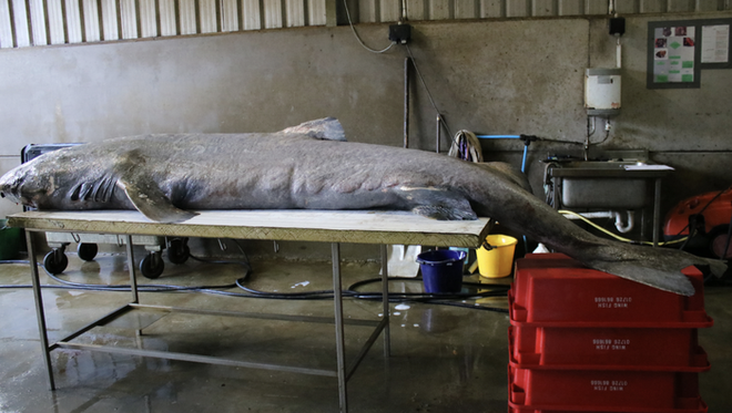 Cá mập Greenland: Một sinh vật bí ẩn và hấp dẫn của đại dương - Ảnh 4.
