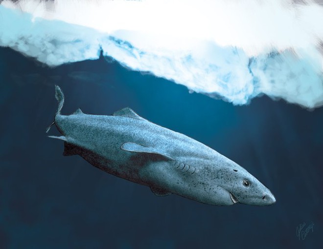 Cá mập Greenland: Một sinh vật bí ẩn và hấp dẫn của đại dương - Ảnh 3.