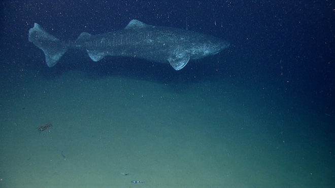 Cá mập Greenland: Một sinh vật bí ẩn và hấp dẫn của đại dương - Ảnh 1.