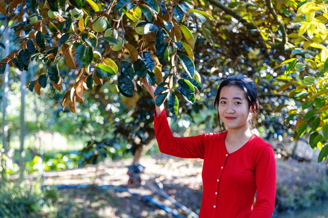 Cuối năm trải nghiệm vào vườn vú sữa tím cực sai quả ở Cần Thơ, vừa ăn vừa hái trái mang về - Ảnh 2.