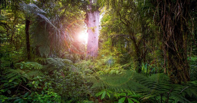 Choáng ngợp với những điểm đến ngoài đời thực của “bom tấn” Avatar 2, từ rừng nhiệt đới đến hang động phát sáng đều đẹp siêu thực - Ảnh 5.